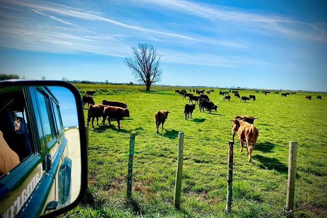4x4 Camargue Safari 4h - Departure from Arles - Wildlife highlights: horses, bulls, flamingos, and birds you might not expect