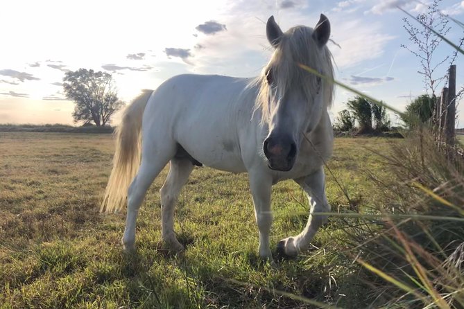 4x4 Camargue Safari 4h - Departure from Arles - Price and value: what you are paying for in real terms