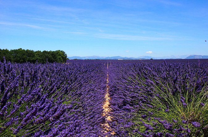 5-Hours Lavender Fields Tour in Valensole from Aix-en-Provence - What this tour really costs, and what you should budget for