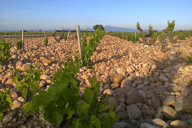 A Day in Provence Small Group Tour from Marseille - Price and value: what you get for about $199.55