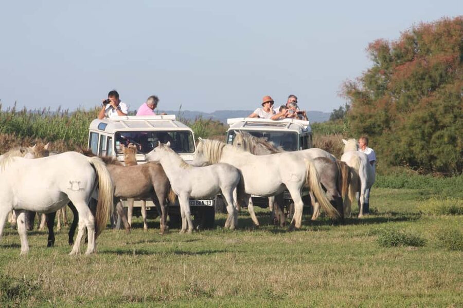 Aigues Mortes: Jeep Photo Safari in Camargue - Key highlights worth your time