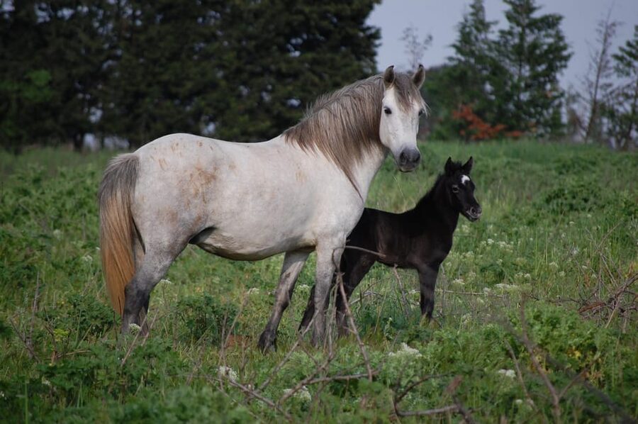 Aigues Mortes: Jeep Photo Safari in Camargue - Horses and bulls on open ground: how to watch like a pro