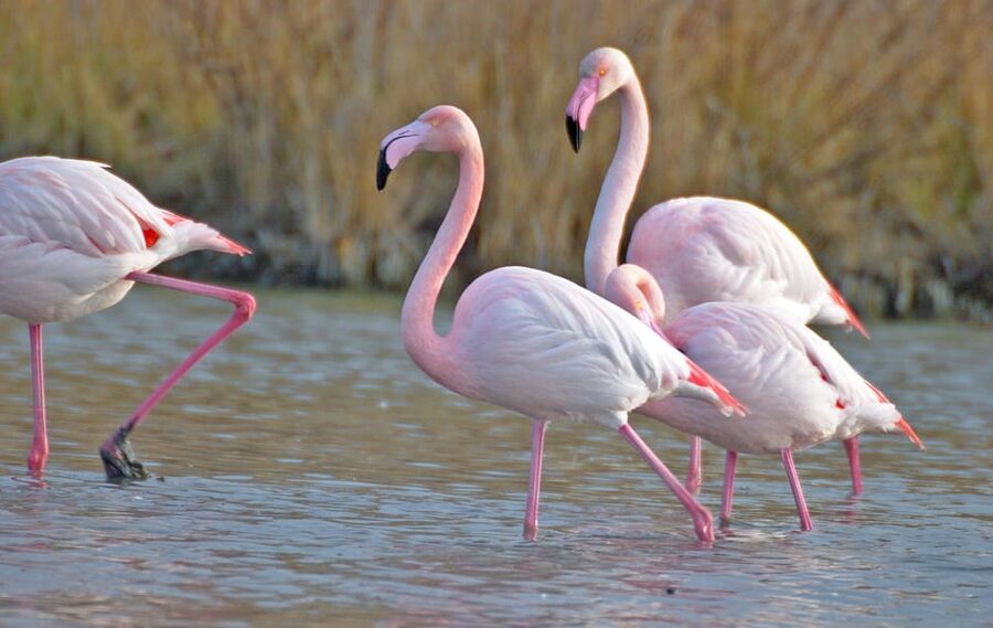Aigues Mortes: Jeep Photo Safari in Camargue - Birds and pink flamingos: making photo breaks count