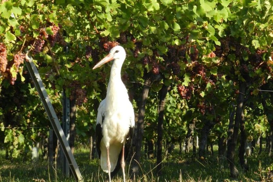Alsace: Half-Day Wine Tour from Colmar - Who This Tour Is Best For
