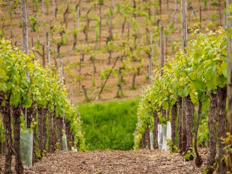Alsace Half-Day Wine Tour from Strasbourg - From Strasbourg to Alsace Wine Route, in one smooth 4-hour block