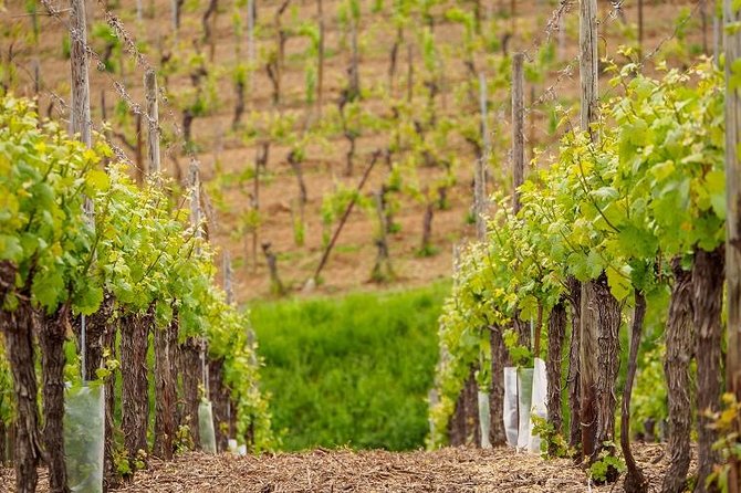 Alsace Wine Route Small Group Half-Day Tour with Tasting from Strasbourg - Route des Vins d’Alsace Drive: What You Pick Up From the Road