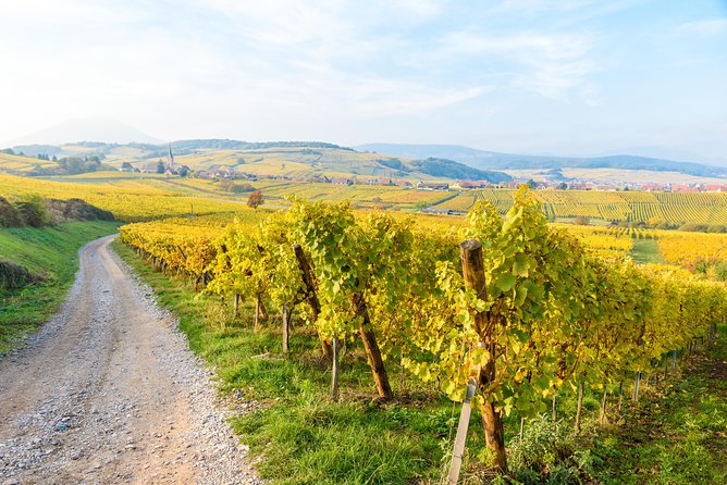 Alsace Wine Route Wineries & Tasting Small Group Guided Tour from Strasbourg - Mittelbergheim and the grand cru Riesling mindset