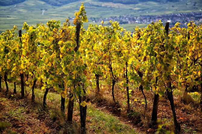 Alsace Wine Route Wineries & Tasting Small Group Guided Tour from Strasbourg - Dambach-la-Ville, a caveau visit, and why the cellar matters