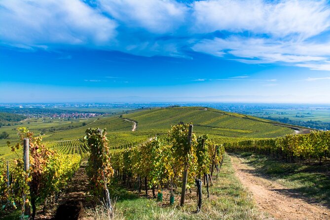 Alsace Wine Route Wineries & Tasting Small Group Guided Tour from Strasbourg - The real star: your guide, and what to look for