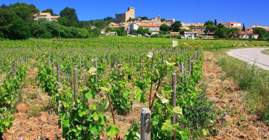 Avignon: Full-Day Wine Tour around Châteauneuf-du-Pape - Key points to know before you go