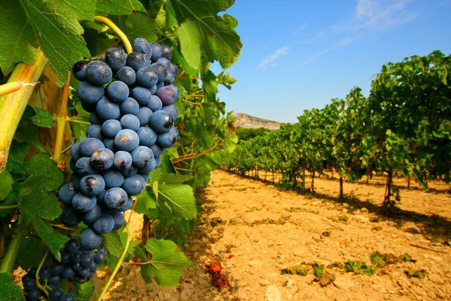 Avignon: Full-Day Wine Tour around Châteauneuf-du-Pape - Why Châteauneuf-du-Pape deserves your time from Avignon