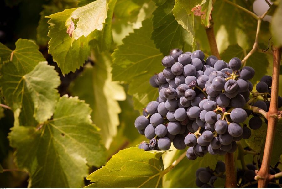 Avignon: Full-Day Wine Tour around Châteauneuf-du-Pape - Price and value: is $188 fair for a 9-hour wine day?