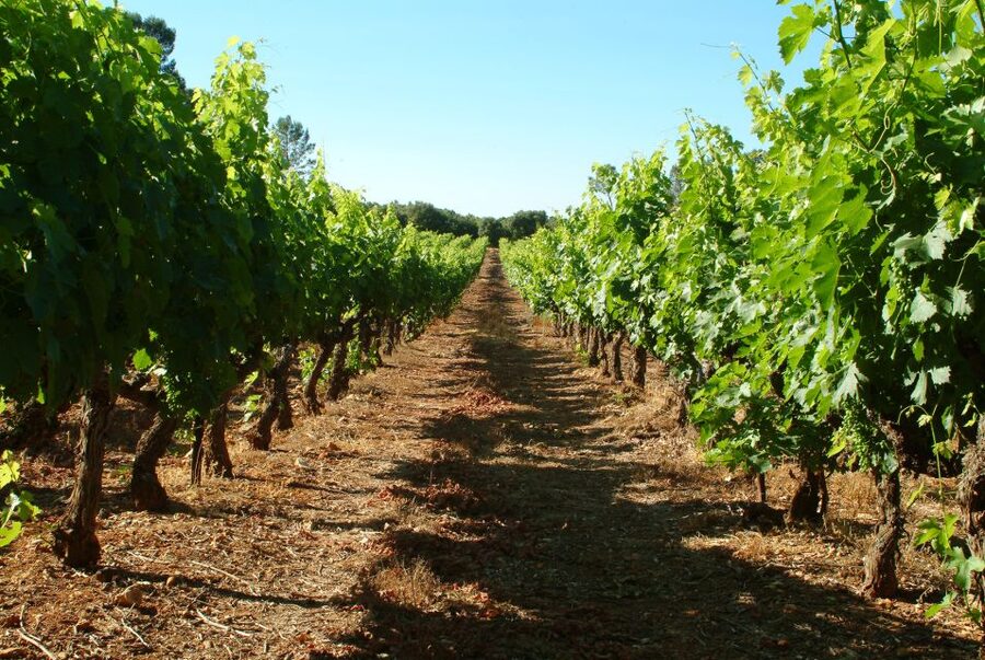 Bandol and Cassis: Full Day Wine Tour from Marseille - Bandol and Cassis: why this works as a Marseille wine day