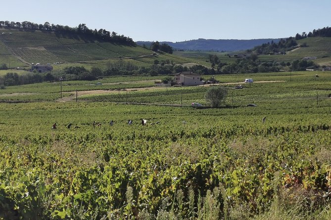 Beaujolais wine tour from Lyon half day - Key takeaways