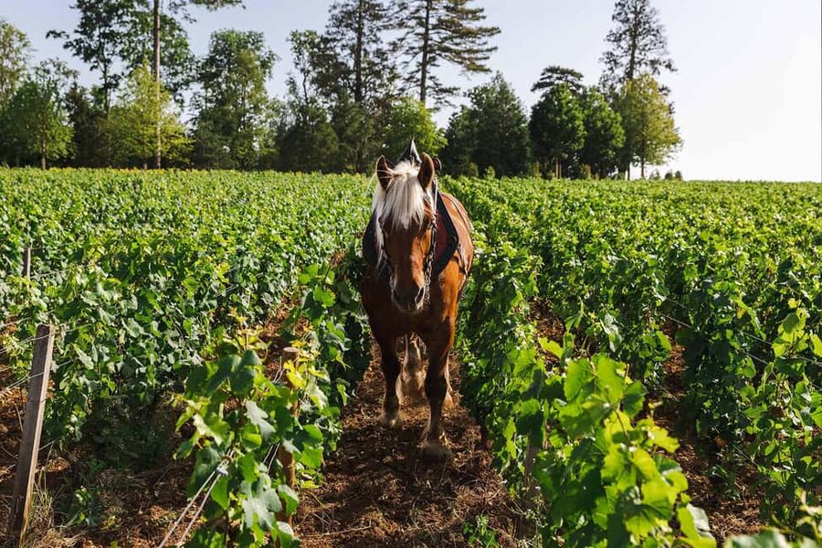 Beaune: Wine Tasting at Château de Pommard - What happens during the 1-hour experience (and what you will miss)
