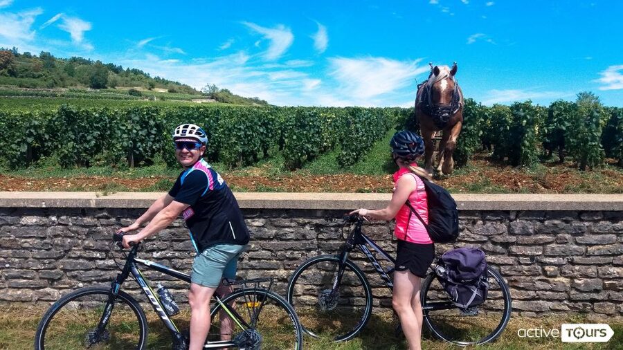 Beaune: Winery Tour by Bike with Wine Tasting - Key Points I Think You’ll Care About