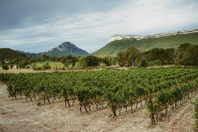 Bertrand Bosc wine and food tour in Pic St Loup - Meeting point, pickup, and the small-group advantage