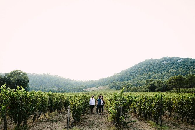 Bertrand Bosc wine and food tour in Pic St Loup - Stop 4, Office de Tourisme du Grand Pic Saint-Loup: tasting with context
