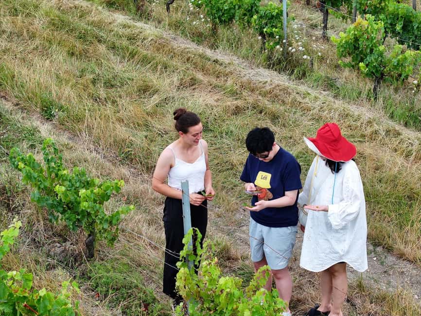 Bordeaux: Explore an Organic Family Vineyard with Tasting - Key highlights you will actually care about