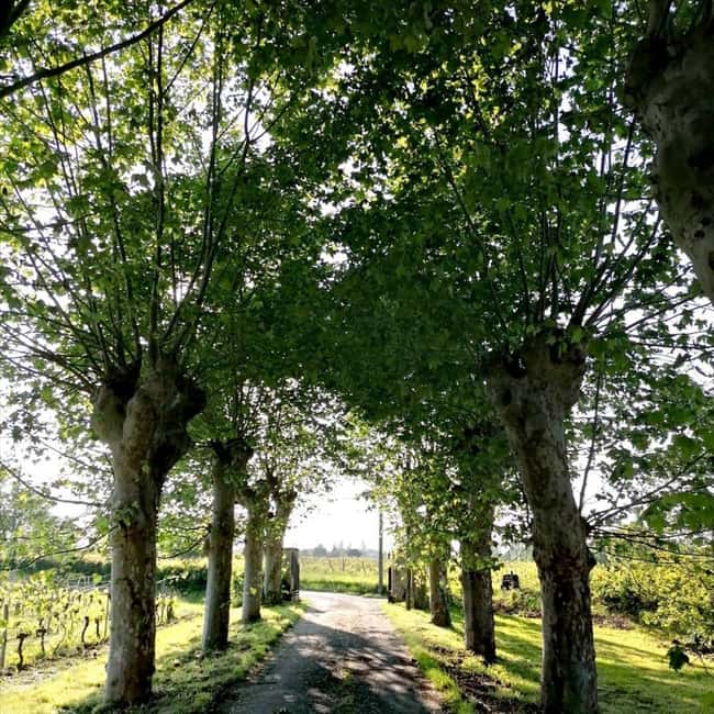 Bordeaux: Explore an Organic Family Vineyard with Tasting - The tasting: up to 10 wines, guided like a lesson