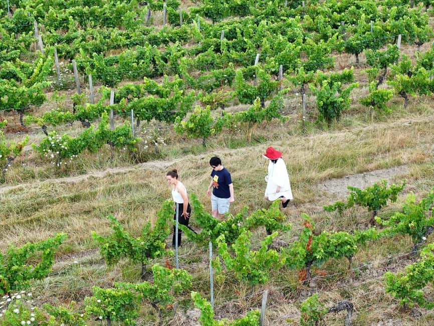 Bordeaux: Explore an Organic Family Vineyard with Tasting - Who should book this tour, and who might want something else