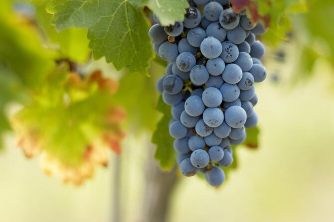 Bordeaux Full Day Wine Tour - 3 Wineries & Gourmet Picnic Lunch - Key highlights that matter