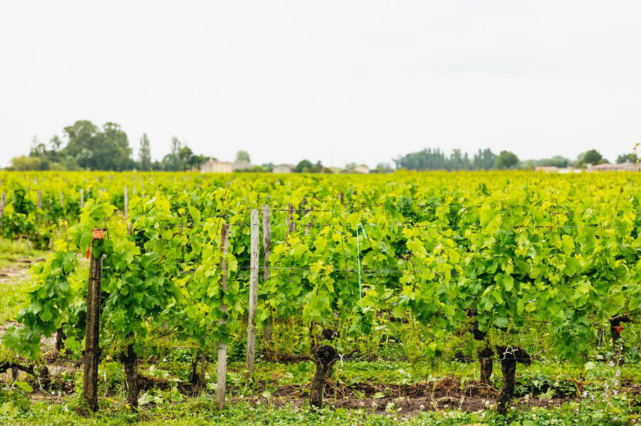 Bordeaux: St. Emilion Day Trip with Wine Tasting and Lunch - Saint-Émilion village walk: UNESCO medieval streets, paced right