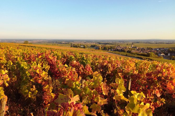 Burgundy Grand Crus Route Day Tour - 14 Wines Tastings in Domains - Pacing, Group Size, and the Real Comfort Factor