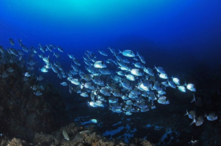 Calvi: Introduction to Diving Dive with an Instructor - Getting to Hippocampe Plongée Calvi at Port de Plaisance