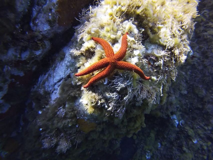 Calvi: Pointe de la Revellata Snorkeling Boat Tour - Key things I’d notice first