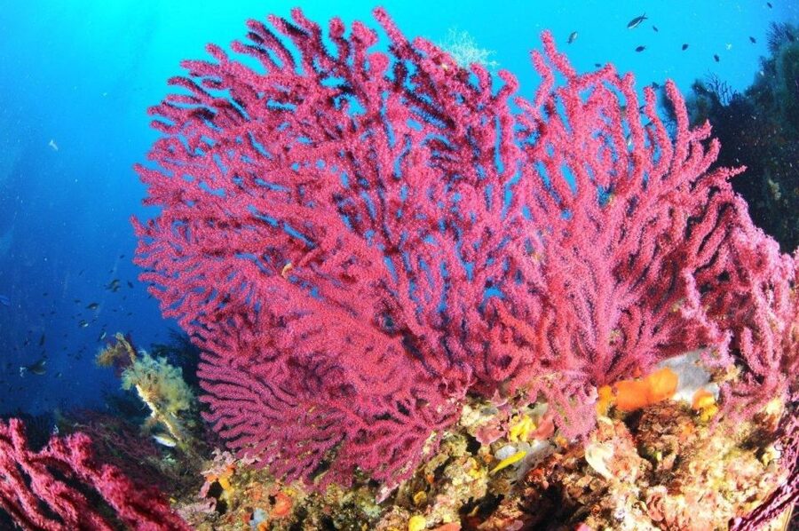Calvi: Pointe de la Revellata Snorkeling Boat Tour - Gear and briefing: what you actually need to feel confident
