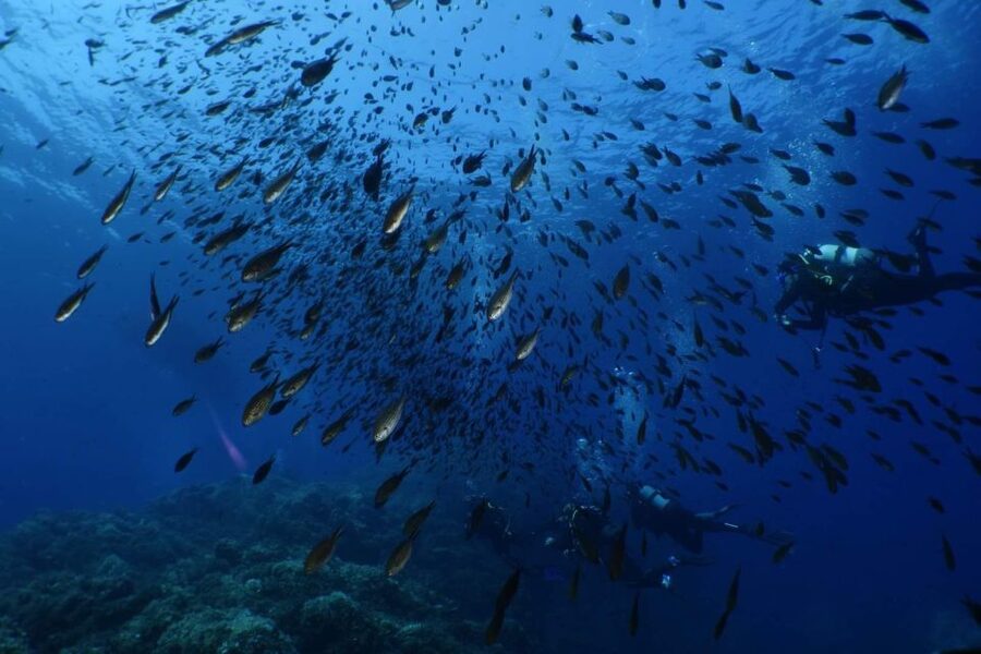 Calvi: Pointe de la Revellata Snorkeling Boat Tour - What you see underwater in the Gulf of Calvi