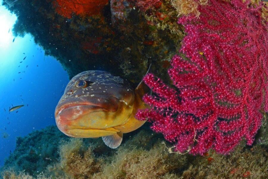 Calvi: Pointe de la Revellata Snorkeling Boat Tour - Booking, languages, and what you’ll be dealing with on the day