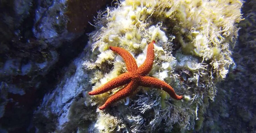 Calvi: Pointe de la Revellata Snorkeling Boat Tour - From Port de Plaisance to the Revellata point in 150 minutes
