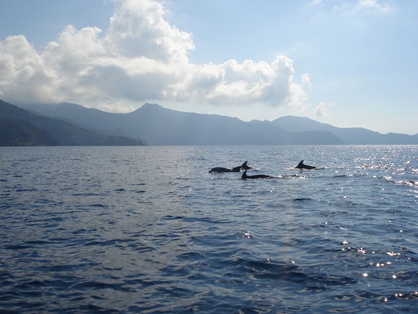 Calvi: Scandola and Girolata 6-Hour Boat Tour - Scandola Nature Reserve: Caves, Wild Beaches, and a Swim Stop