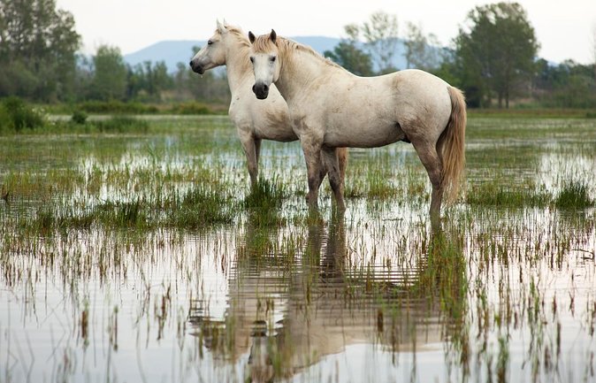 Camargue 4x4 Safari 2 hours Saintes Maries de la Mer - Key Highlights You Should Expect