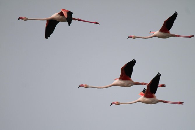 Camargue 4x4 Safari 2 hours Saintes Maries de la Mer - Photo and Birding Tips That Actually Help