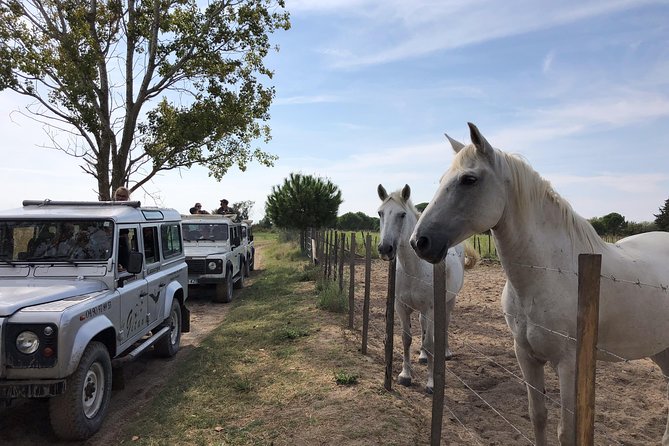 Camargue 4x4 Safari 2 hours Saintes Maries de la Mer - Who This Safari Suits Best