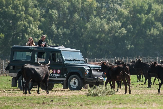 Camargue 4x4 Safari VIP Tour - Key takeaways before you go