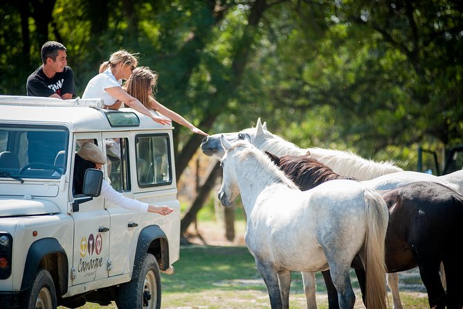 Camargue 4x4 Safari VIP Tour - Wildlife spotting in Camargue: birds, horses, bulls, and what your guide will point out