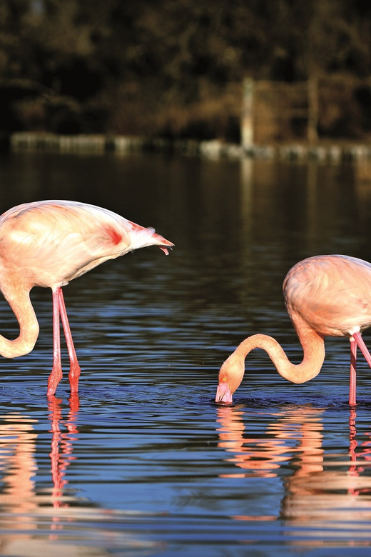 Camargue: Half-Day 4x4 Guided Safari Adventure - Key highlights you will care about