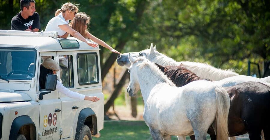 Camargue: Half-Day 4x4 Guided Safari Adventure - Where You Meet and How the Safari Ride Feels