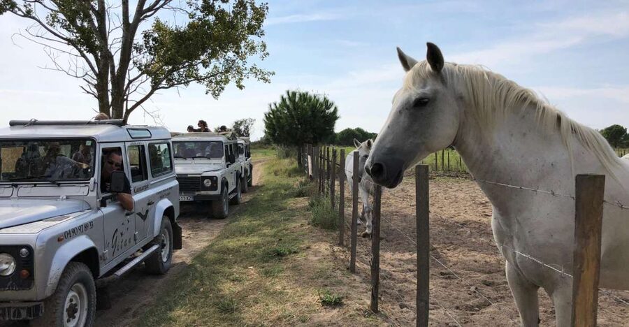 Camargue: Safari from Saintes-Maries-de-la-Mer - Key highlights to expect