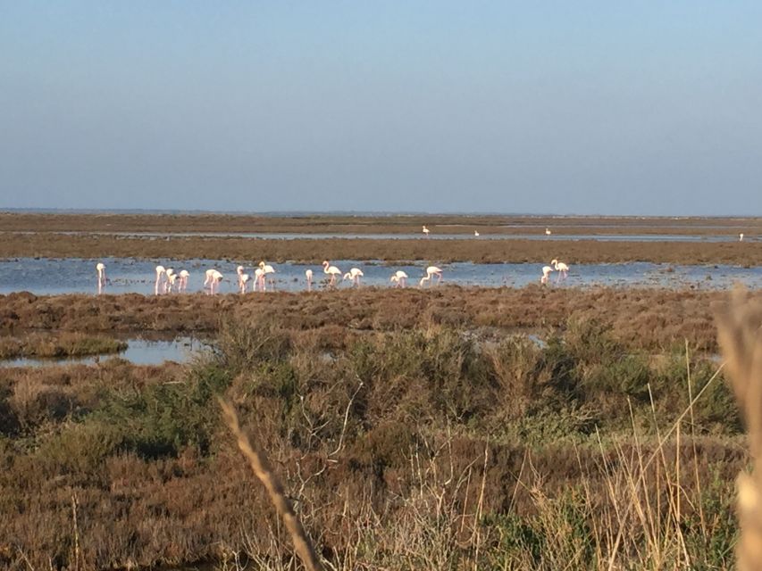 Camargue: Safari from Saintes-Maries-de-la-Mer - Guide quality makes a difference, and the names matter
