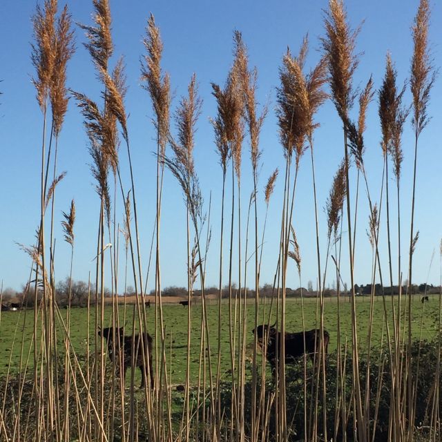 Camargue: Safari from Saintes-Maries-de-la-Mer - What to bring and how to plan your day