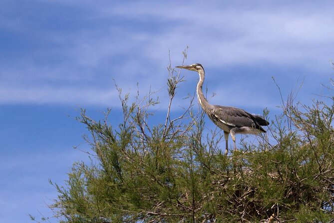 Camargue Small-Group Day Trip from Avignon - Key things you should know before you go