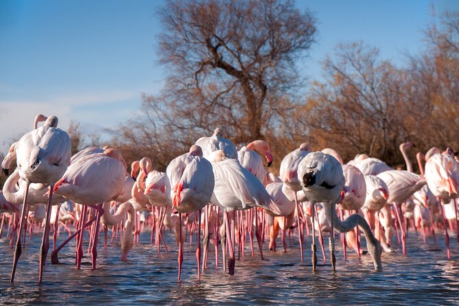 Camargue Small-Group Day Trip from Avignon - From Avignon: a 9-hour Camargue day with the comfort factor