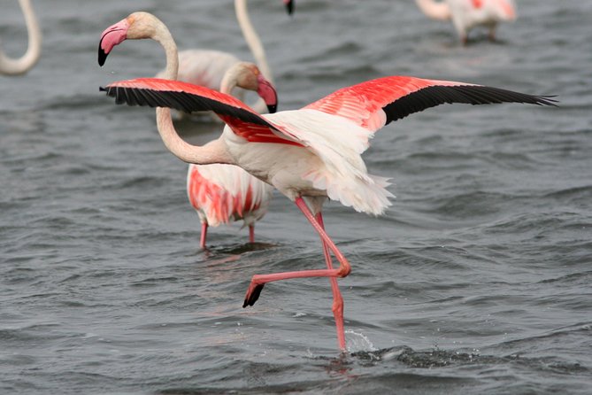 Camargue Small-Group Day Trip from Avignon - Price and value: why this day trip costs what it does