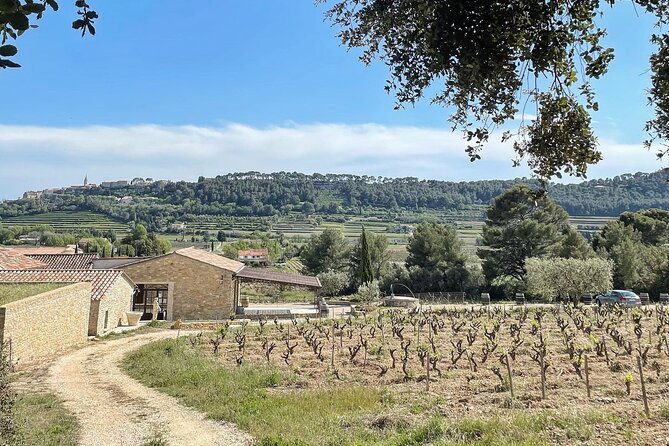Cellar Visit & Bandol Wine Tasting (in French) - Why the Country-to-Bandol comparison feels so useful