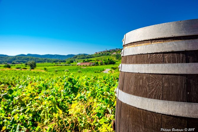 Cellar Visit & Bandol Wine Tasting (in French) - The cellar visit: how vinification steps become your tasting